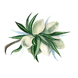 Sweet Almond oil