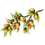 Argan Oil