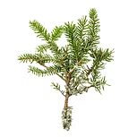 Cedarwood Essential oil