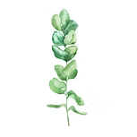 Eucalyptus Essential oil