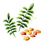 Frankincense Oil