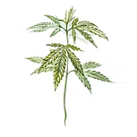 Hemp Seed Oil