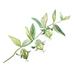 Jojoba Oil