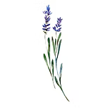 Lavender Oil