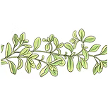 Marjoram Essential oil