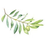 Olive Squalane