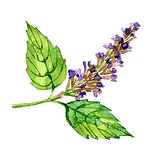 Patchouli Seed Oil