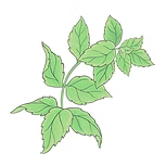 Peppermint Essential oil