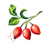 Rose-hip Seed Oil