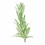 Rosemary Essential oil