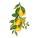 Sweet Orange Essential oil