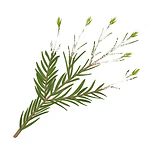 Tea Tree Essential Oil