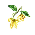 Ylang-YlangEssential oil